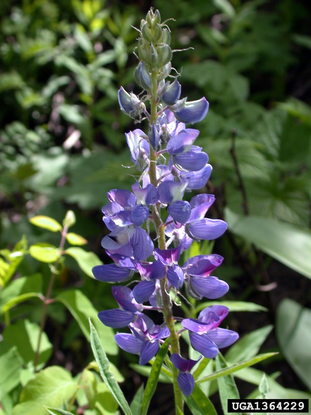 Bigleaf Lupine