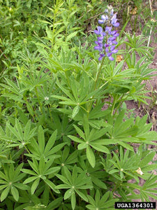 Bigleaf Lupine