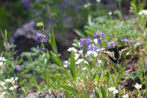 Small-flowered Penstemon