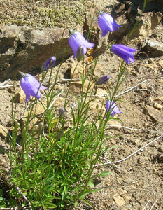 Common Harebell