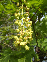 Load image into Gallery viewer, Bigleaf Maple

