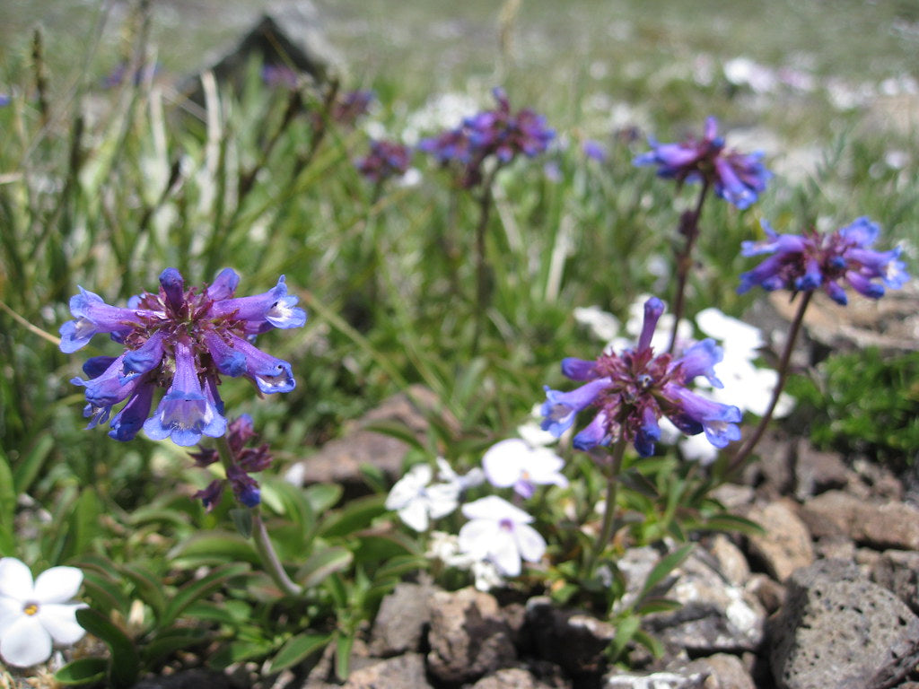 Small-flowered Penstemon