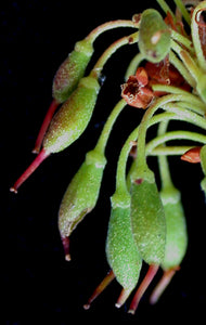 Labrador Tea