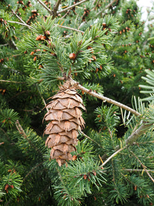 Douglas Fir