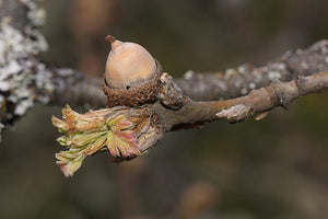 Garry Oak