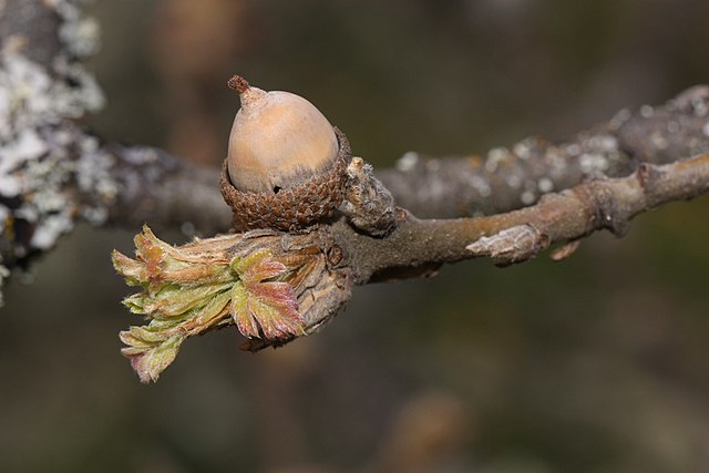 Garry Oak