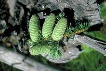 Load image into Gallery viewer, Grand Fir
