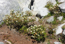 Load image into Gallery viewer, Labrador Tea
