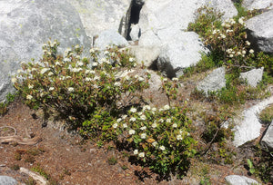 Labrador Tea