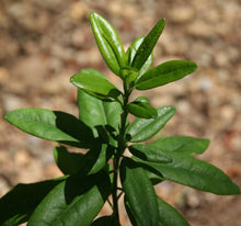 Load image into Gallery viewer, Labrador Tea
