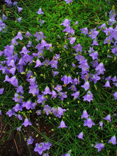 Load image into Gallery viewer, Common Harebell
