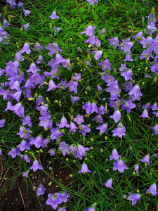 Common Harebell