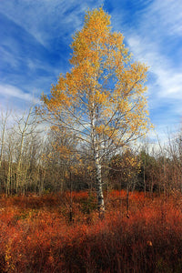 Paper Birch
