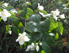 Load image into Gallery viewer, Lewis' Mock Orange
