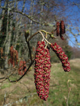 Load image into Gallery viewer, Red Alder
