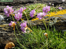 Load image into Gallery viewer, Sea Thrift
