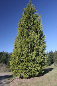 Western Redcedar