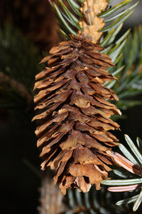 Sitka Spruce