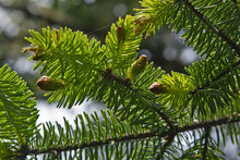 Load image into Gallery viewer, Sitka Spruce
