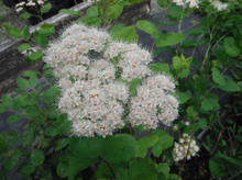 Load image into Gallery viewer, Birchleaf Spiraea
