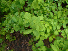 Load image into Gallery viewer, Birchleaf Spiraea
