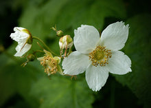 Load image into Gallery viewer, Thimbleberry
