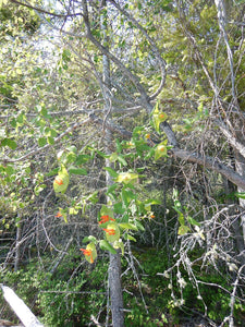 Trumpet Honeysuckle
