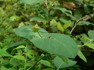 Trumpet Honeysuckle