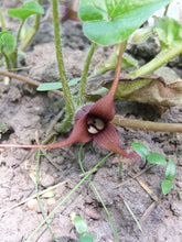 Load image into Gallery viewer, Wild Ginger
