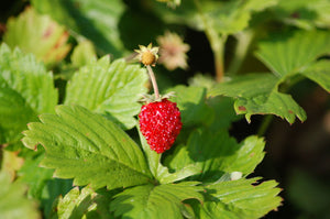 Woodland Stawberry