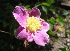 Woods Rose