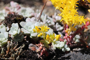 Broad-leaved Stonecrop