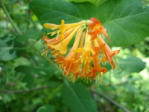 Trumpet Honeysuckle