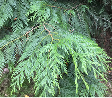 Load image into Gallery viewer, Western Redcedar
