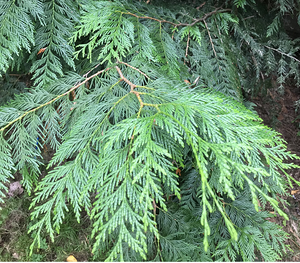 Western Redcedar
