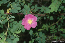Load image into Gallery viewer, Woods Rose
