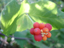 Load image into Gallery viewer, Trumpet Honeysuckle
