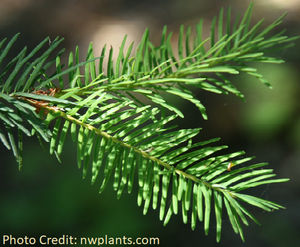 Douglas Fir