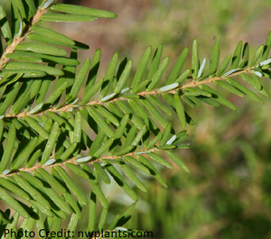 Western Hemlock
