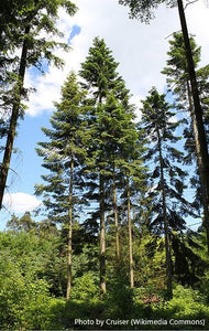 Grand Fir