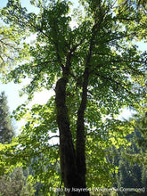 Load image into Gallery viewer, Bigleaf Maple
