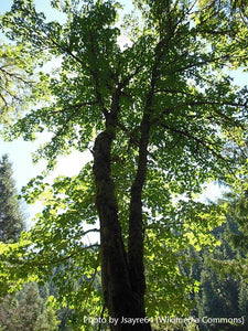 Bigleaf Maple