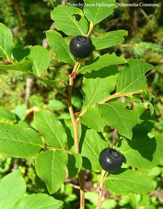 Black Huckleberry