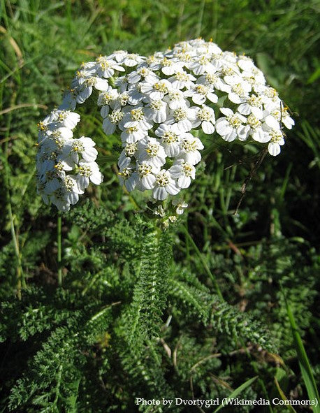 Common Yarrow