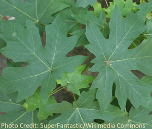 Bigleaf Maple