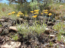 Load image into Gallery viewer, Woolly Sunflower
