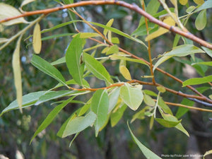 Pacific Willow