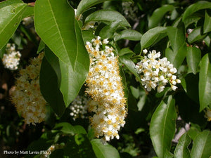 Chokecherry