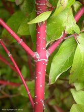 Load image into Gallery viewer, Red-osier Dogwood
