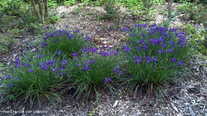 Oregon Iris